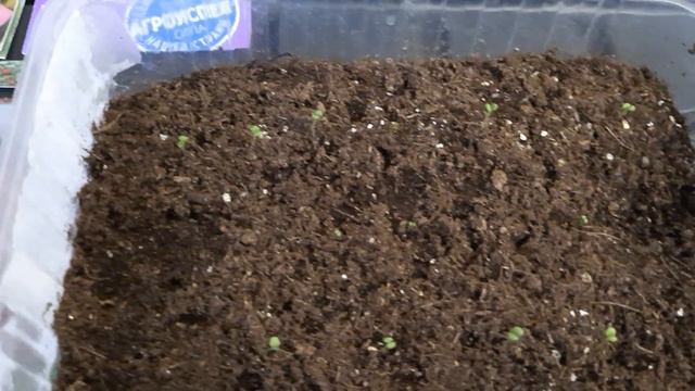 Семена петуний для этого сезона.Первые всходы. смотреть онлайн