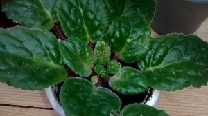 Клещ на  фиалках! Как определить?