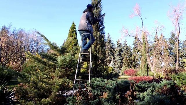 можжевельник блю айвори стрижка смотреть онлайн