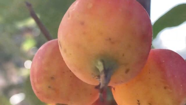 Карликовая яблоня сорта китайка. Обзор яблони смотреть онлайн