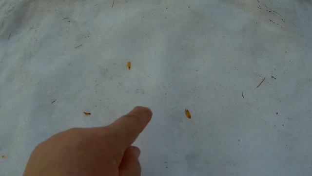 4 - 7 апреля сею семена цветов дача под Архангельском смотреть онлайн
