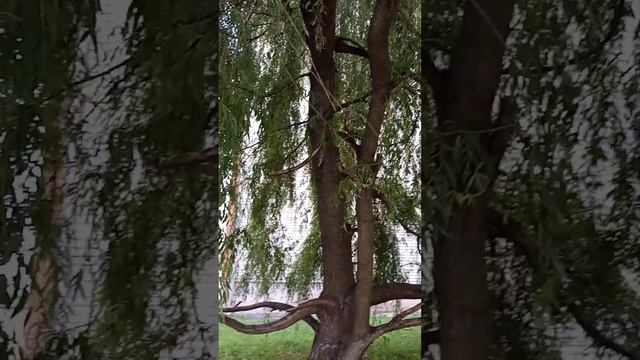 #столетняя плакучая ива# 🌿🍃#сентябрь #2023 #самая западная окраина России#калининградская область🖐 смотреть онлайн