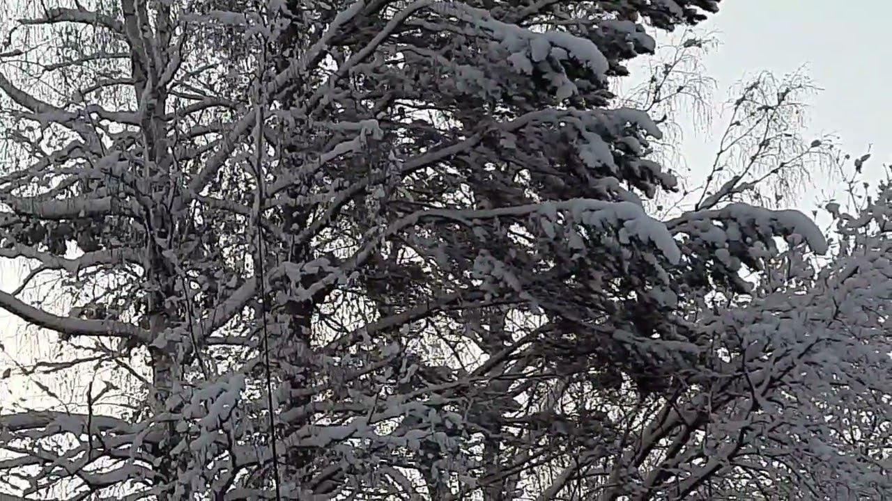 Ловля птиц 7 декабря 2022 год. смотреть онлайн