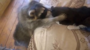 Смешные Еноты ДО СЛЁЗ Приколы С Енотами 2018