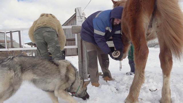 Первый раз расчищаем коня. + Клип.