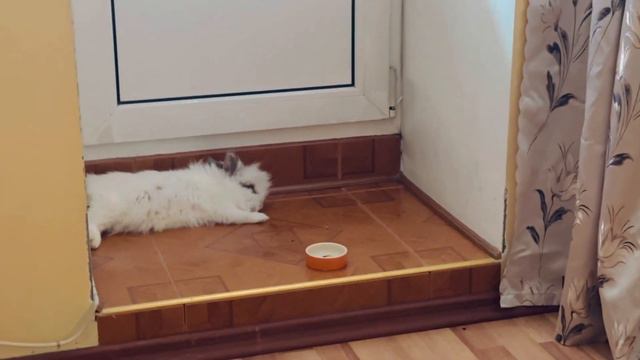 Алиса отдыхает… Мими мииии… #милашка #крольчата #любовь #rebbit #live #love смотреть онлайн