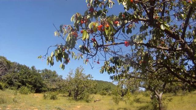 Природа Крыма. Дикие свиньи . смотреть онлайн