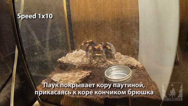 Как охотится и ест паук-птицеед (Tarantula hunts and eats) смотреть онлайн
