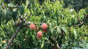 Дом с плодоносящим садом в Крыму, не дорого!