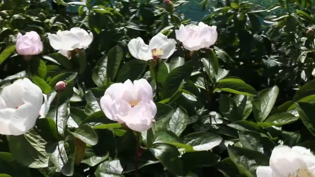 Lovebirds | R2 Flowers BV | Peonies смотреть онлайн