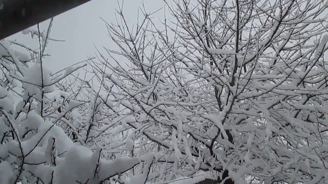 Trees In The Snow. Деревья в снегу.