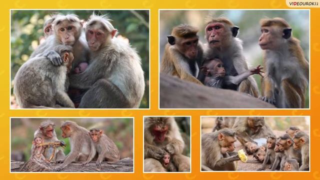 Как животные заботятся о своём потомстве 3 класс смотреть онлайн