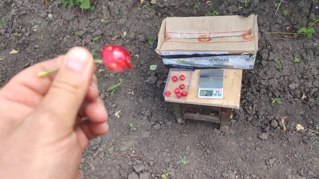 Черешня Касандра (Kasandra) Persikovod.com