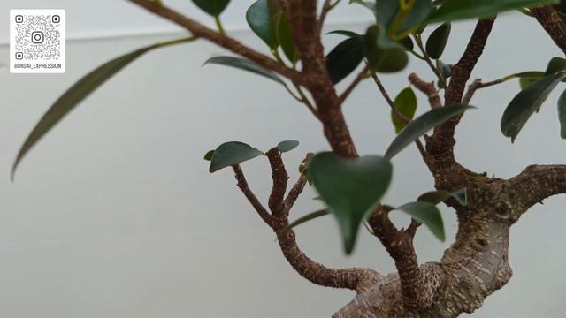 Beginner Guide - Tiger Bark Ficus смотреть онлайн
