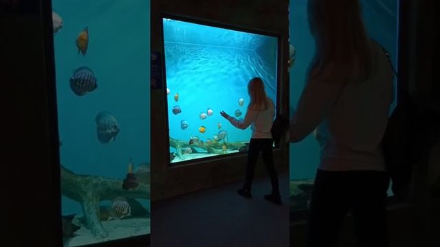 Самарский океанариум (26.10.2023) смотреть онлайн