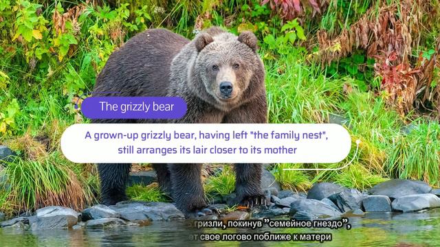Interesting facts about animals смотреть онлайн