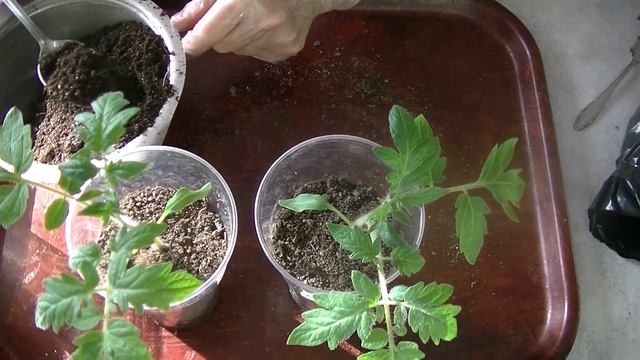 Уход за томатами для раннего урожая. ч.1 Томат Катя F1 смотреть онлайн