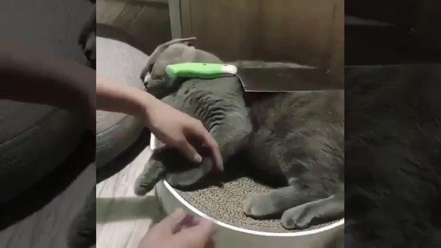 Вот так надо стричь ногти кошке.(или коту) смотреть онлайн