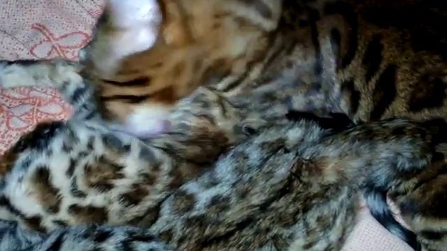 Бенгальские кошки,кто они? смотреть онлайн