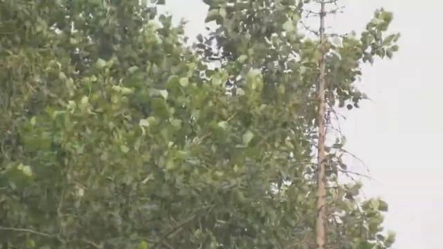 Ветер колышет листья тополя смотреть онлайн