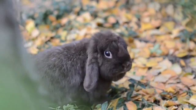 Лесная прогулка кроликов смотреть онлайн
