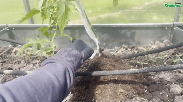 Вот почему нужно окучивать томаты. смотреть онлайн