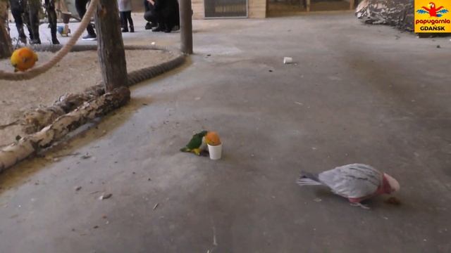 Popugarnia 10 2019 Попугайня в Гданьске Parrots Farm In Gdansk