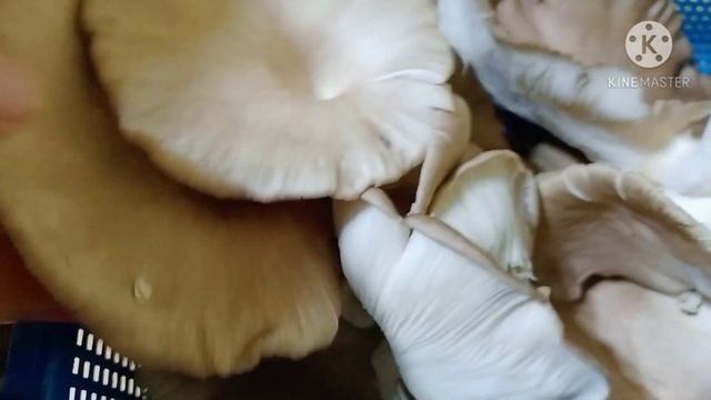 Pleurotus Ostreatus | Oyster Mushroom ??? смотреть онлайн