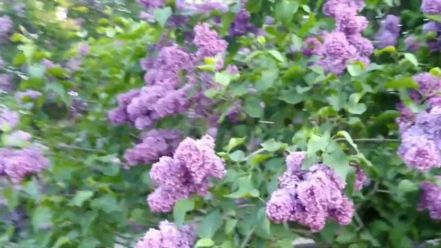 Сирень, пионы, соловьи. 7.6.22 смотреть онлайн