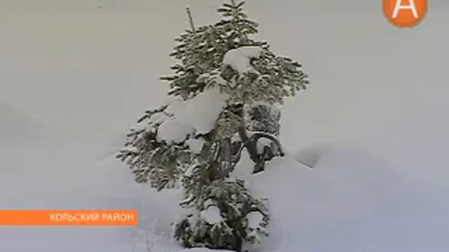 охрана елок от вырубки 19.12.2013 смотреть онлайн