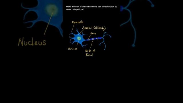 Make a sketch of the human nerve cell. What function do nerve cells Class 8 Science,Ch-8, Ex 8.2,Q- смотреть онлайн