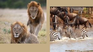 Саванна. Рассказ для детей