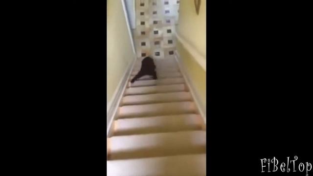 прикольные животные смотреть онлайн