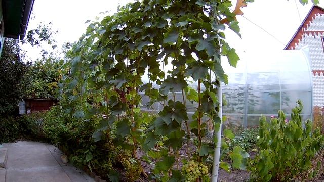 Сорта винограда.Донские зори с гроздями смотреть онлайн