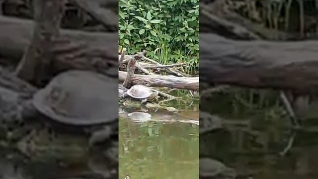 Река Лопасня в Подмосковье. смотреть онлайн