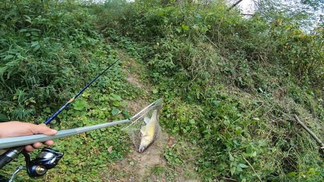 Трофейный судак на Упе в начале сентября 2020 года смотреть онлайн