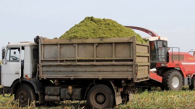 МАЗ 5551 Грузовик проверенный временем смотреть онлайн