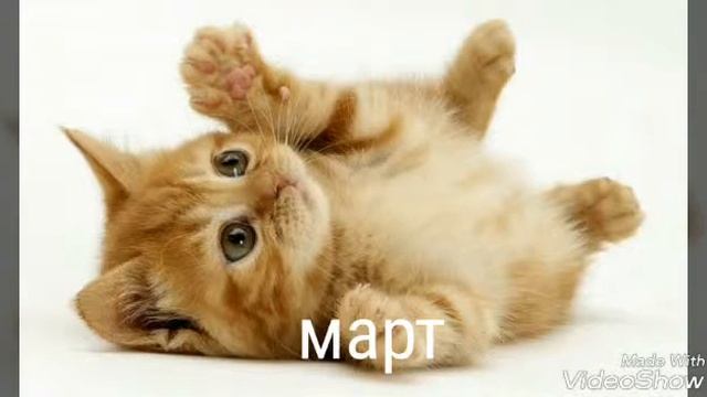 Кто ты из кошек по месяцу? смотреть онлайн