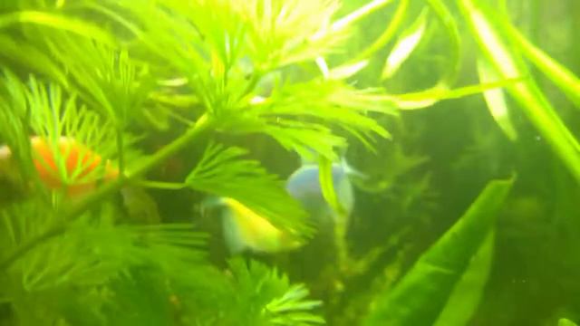 хотите узнать что такое рыба смотреть онлайн