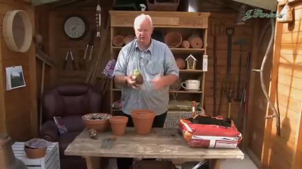 How to Plant Indoor Amaryllis: Winter Garden Guide