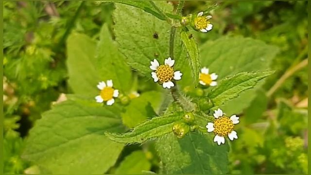 Weed, Galinsoga quariradiata,quickweed,Shaggy soldier,galinsoga weed смотреть онлайн