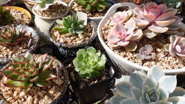 Remove Mealybug on Cactus & Variegated Plant Haul | VLOG #169 -Succulents & Coffee with Liz смотреть онлайн