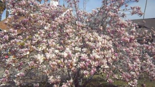 Magnolia soulangeana in full bloom.AVI смотреть онлайн