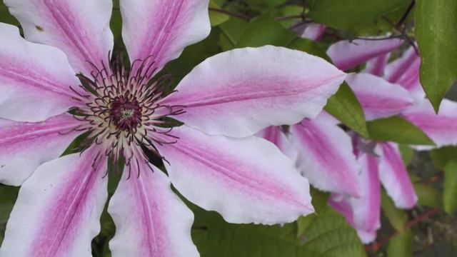 Clematis