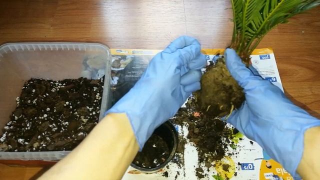 ЦИКАС( CYSAS) ПЕРЕСАДКА. смотреть онлайн