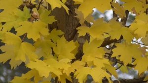 Исцеление от головной боли Для мужчин Настрои академика Сытина Г.Н.