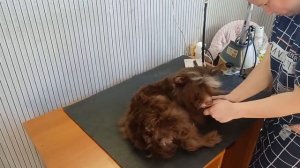 Стрижка, груминг китайской хохлатой пуховой собаки
