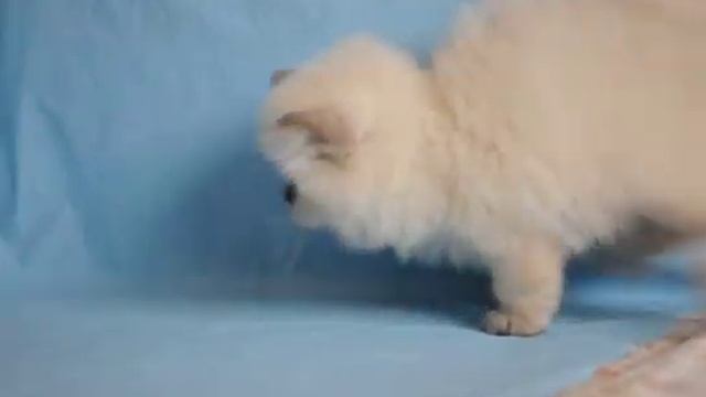 Британский длинношерстный котенок эксклюзив смотреть онлайн