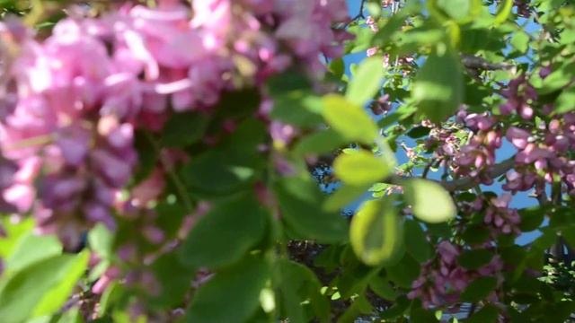 Сафари парк львов Тайган смотреть онлайн