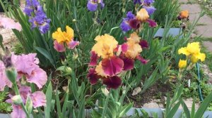 ВСЕ ОБ ИРИСАХ: ПОСАДКА,УХОД СЕКРЕТЫ ЦВЕТЕНИЯ!